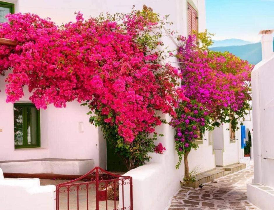 Nafpaktos Apartment And Studios In Port Bagian luar foto